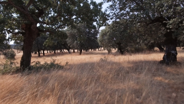 Sliding Between Holm Oak Tree