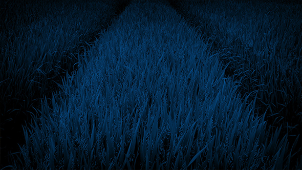 In The Middle Of A Corn Field At Night