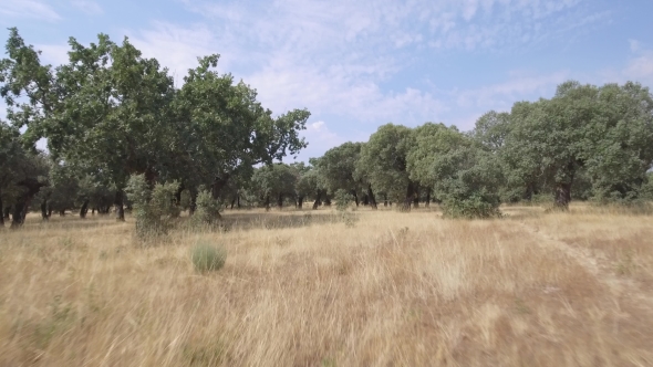 Sliding Between Holm Oak Tree