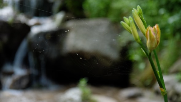 Web from Spider