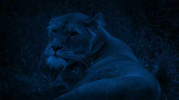 Lion Lying In The Grass At Night