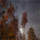 Fall Night Sky Forest - VideoHive Item for Sale
