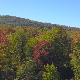 Vermont fall forest - VideoHive Item for Sale
