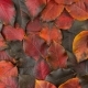 Fallen Autumn Red-black Leaves - VideoHive Item for Sale