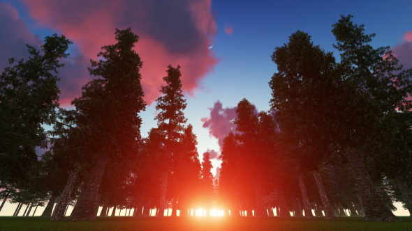 Fabulous Forest at Sunset alt