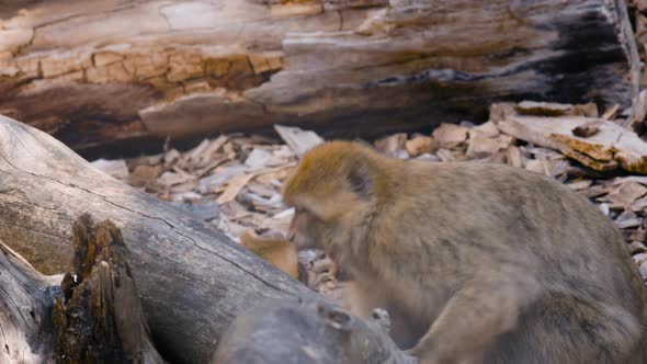 Close view of Barbary macaqueing around by large wooden logs