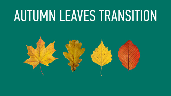 Autumn Leaves Transitions Pack