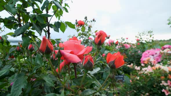 Beautiful delicate picturesque bush blooming roses on a summer day in the park. Rose garden.