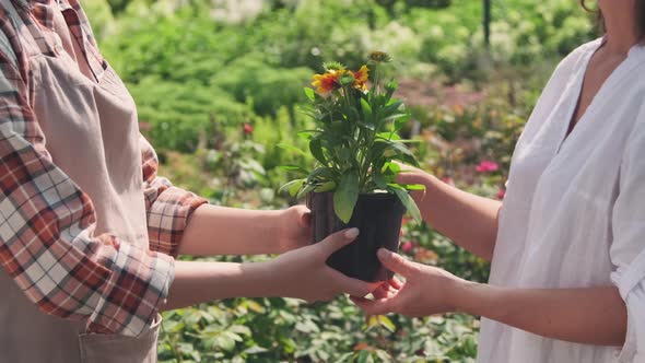 Gardener Giving Flower Pot To Woman