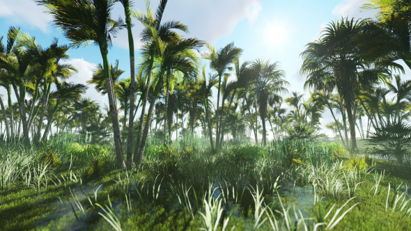 Fabulous Tropical Jungle