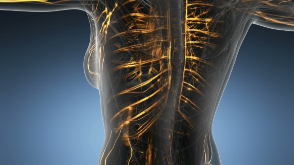 Human Body with Glow Blood Vessels alt