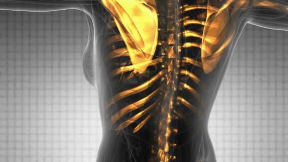 Human Body with Visible Skeletal Bones alt