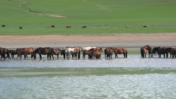 Free Herd of Wild Horses in Natural Lake Water