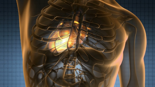 Anatomy Scan of Human Heart alt