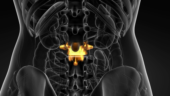 Backache in Back Bones alt