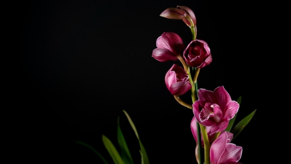 Cymbidium Orchid Flowers with Leaves Isolated on Black Background