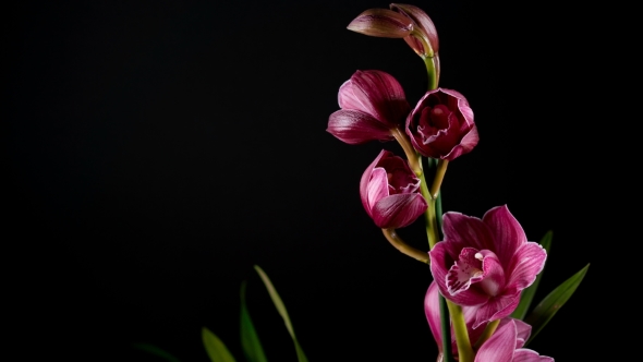 Cymbidium Orchid Flowers with Leaves Isolated on Black Background