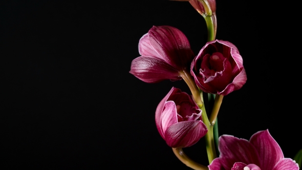 Cymbidium Orchid Flowers with Leaves Isolated on Black Background