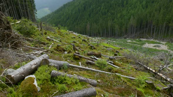 Felled Forest in the Mountains