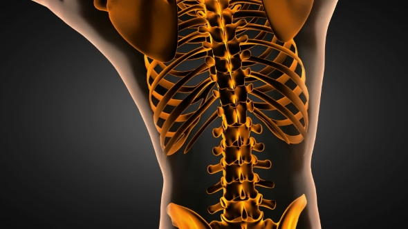 Human Bones Radiographic Scan alt