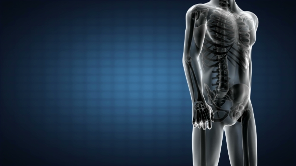 Human Bones Radiographic Scan alt