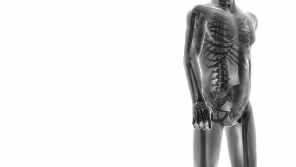 Human Bones Radiographic Scan alt