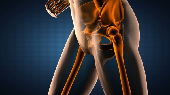 Human Bones Radiographic Scan alt