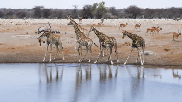 Giraffes Springbok Gemsbok Drink Water From a Small Pond in Etosha Namibia