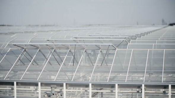 Large Industrial Greenhouses