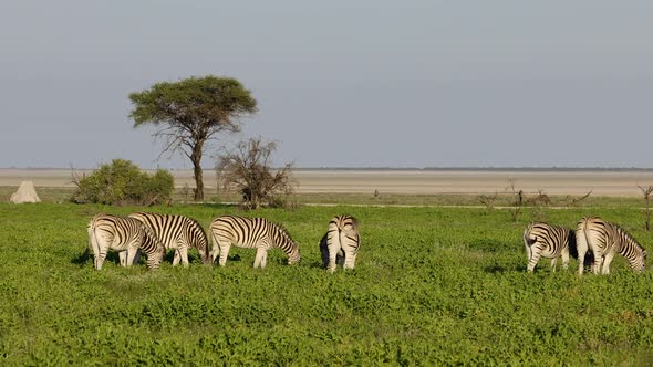 Plains Zebras On Plains Of Etosha National Park