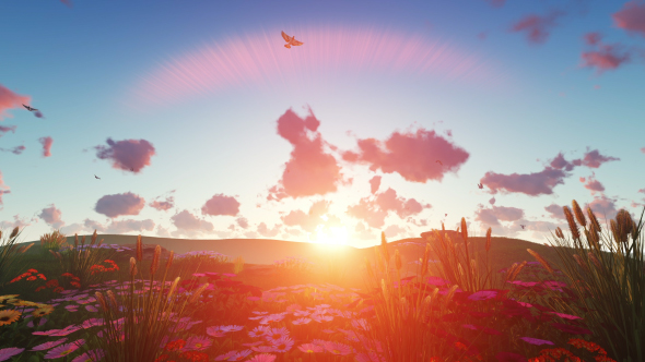 Field Plants at Sunset