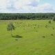 Aerial View of Herd of Cows at Summer Green Field in Russia - VideoHive Item for Sale