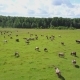Aerial View of Herd of Cows at Summer Green Field in Russia - VideoHive Item for Sale