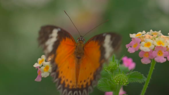 Monarch butterfly animal resting on colorful flowering wings and fly away,close up