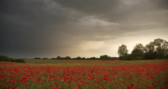 Field With Red Poppies. Cloudy Sky