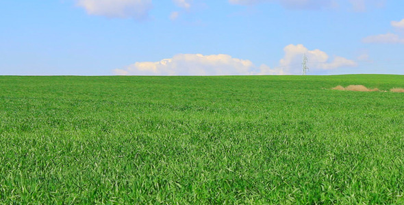 Wheat Field In Spring