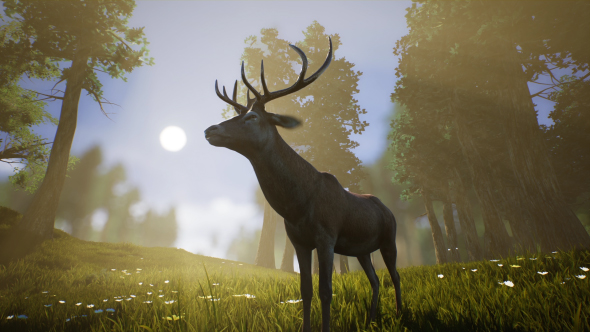 Lonely Deer 3