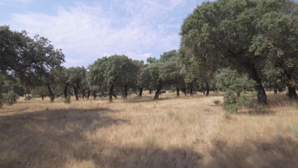 Sliding Backward Between Holm Oak Tree