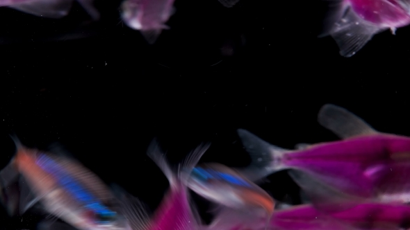 Many Aquarium Fish on Black Background