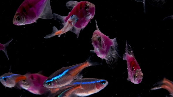 Many Aquarium Fish on Black Background