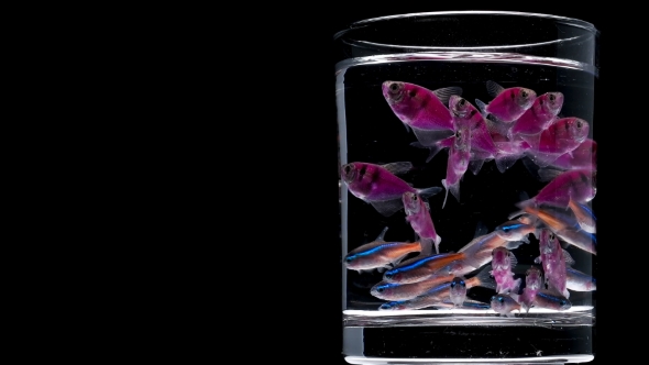 Many Aquarium Fish in a Glass, on a White Background