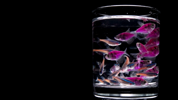 Many Aquarium Fish in a Glass, on a White Background