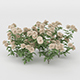 White Daisies Flower Bush - 3DOcean Item for Sale