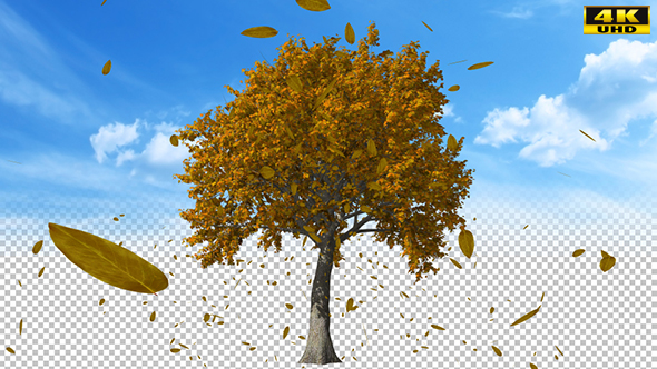 Blowing On The Wind Autumn Yellow Tree alt
