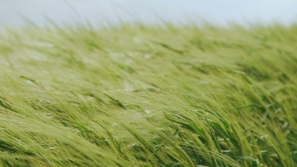 Green Wheat's Ears Waving on the Fields in