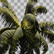 Palm Tree - VideoHive Item for Sale
