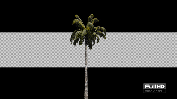 Palm Tree