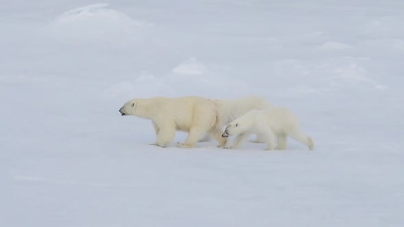 Polar Bears Walking in an Arctic