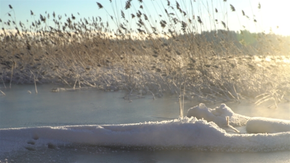 Winter Reeds in Lake