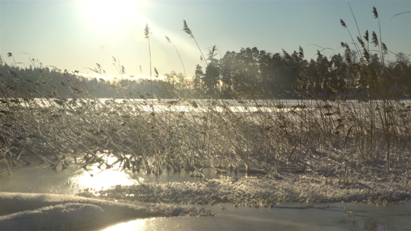Winter Reeds in Lake